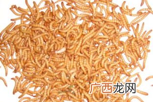 黄粉虫作为画眉伺料的配制方法和饲喂方法是什么,黄粉虫的饵料是什么？