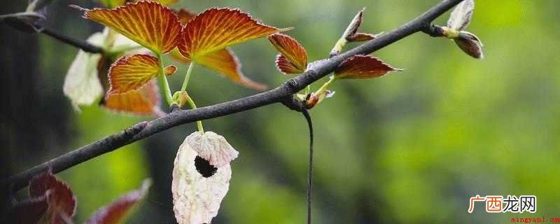 珙桐被列入国家一级保护区野生动植物 珙桐分布在哪里