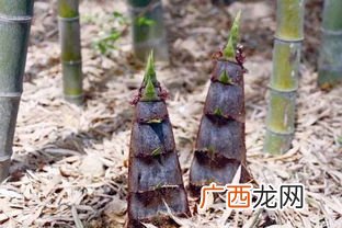挖春笋时间,春笋和冬笋的生产时间是？