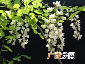 槐树花做法,槐树花烧肉怎么做？