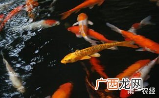 锦鲤饲料用什么最好,锦鲤饲料怎么配比较好？
