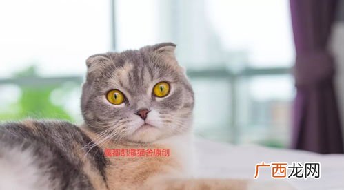 苏格兰折耳猫的特点,以色列猫品种？