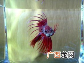 木斗鱼的做法,墨鱼的做法？