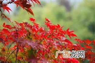 红枫怎么养,中国红枫怎么养？