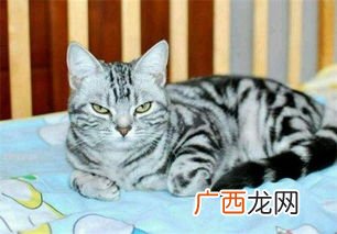 猫一般在几月份掉毛,猫咪的掉毛季节是什么时候？