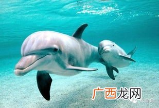 海豚是鲸鱼吗,蓝鲸和海豚的区别？