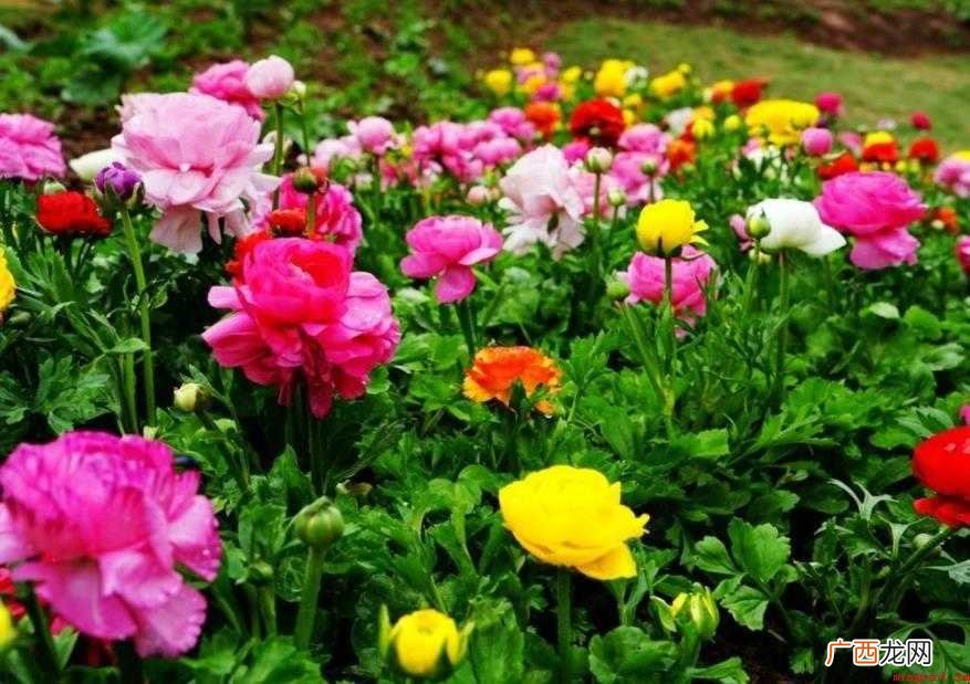 百花争艳是什么意思 成语用法介绍 百花争艳是什么意思