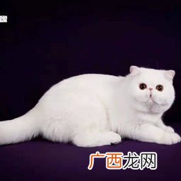 北京哪有正规猫舍不要猫贩子,大家给推荐几个北京的猫舍吧？