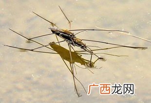 水黾为什么浮在水面上,水面上四只脚浮着的虫子？
