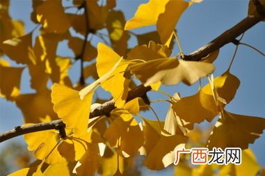 银杏比喻什么有意义,凋零的银杏树可以比喻成什么？