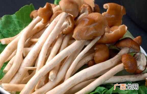 茶树菇是什么