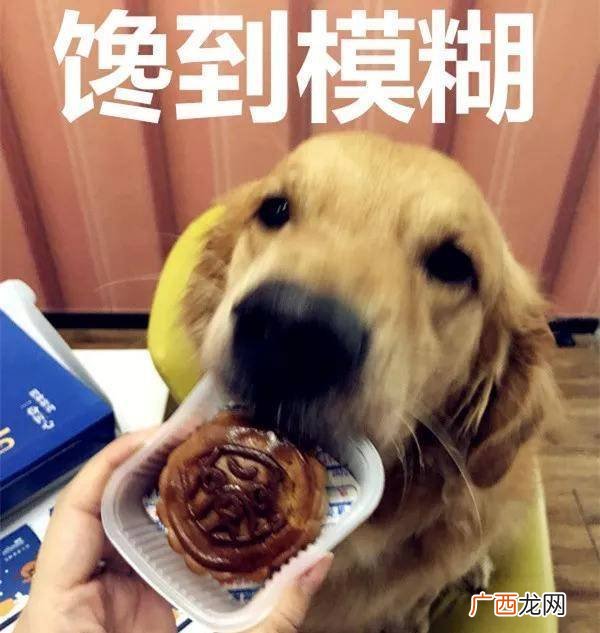狗能吃月饼吗,三个月狗子可以吃月饼吗？
