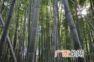 毛竹是什么样子,什么样的竹子长得大？