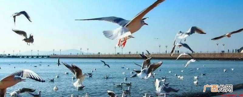 海鸥象征着不屈不挠、战斗风暴、勇敢和无畏 海鸥的特点和象征意义是什么