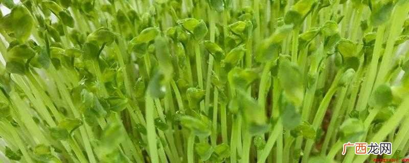 豆妃是豌豆苗最顶部的两块嫩叶,质地细嫩,清香爽囗,含有钙元素 豆妃是什么