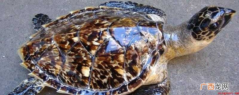 龟甲最重要的食物海绵也生活在珊瑚礁中 玳瑁是什么动物
