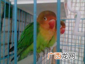 玫瑰鹦鹉怎样识别公母,鹦鹉一般活多少年？