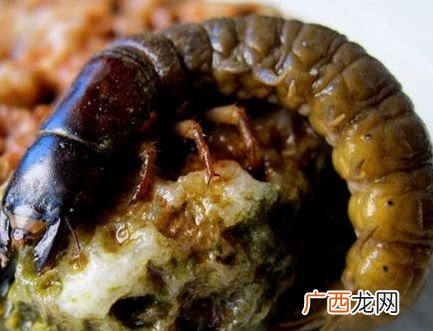 爬沙虫怎么吃,沙爬虫介绍？
