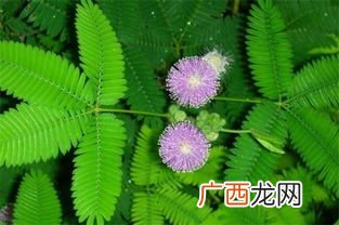 含羞草为什么一碰会害羞,含羞草为什么会害羞？