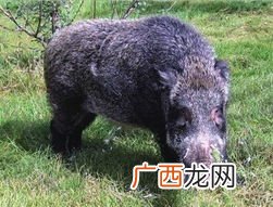 野猪是害兽吗,1只老虎的生活范围面积有多大？
