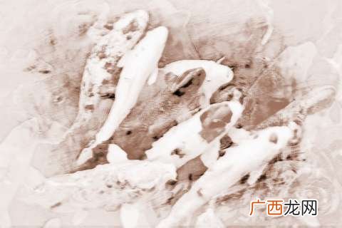 梦见买鱼是什么意思周公解梦,梦见老婆买了好多很大的鱼鱼？