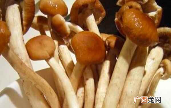 茶树菇如何识别好坏