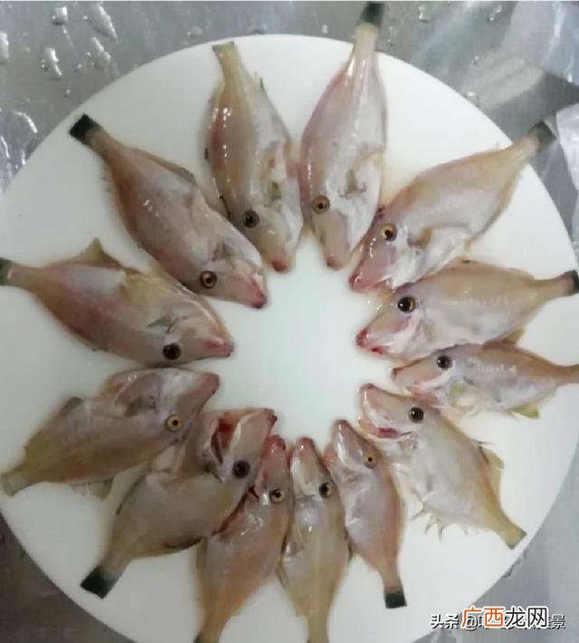 清蒸牛鱼的做法,牛鱼的最佳吃法？