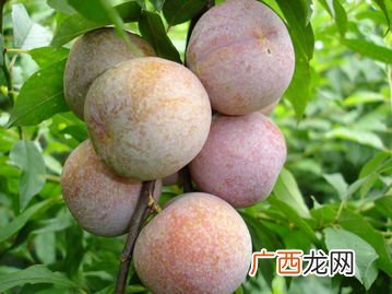 三华李怎么种植,华李种植方法？