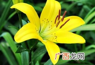黄百合的花语是什么,黄百合为什么叫黄天霸？