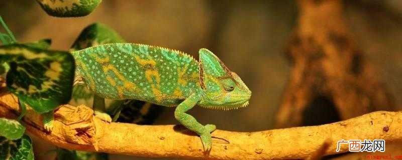 变色龙是爬行纲中所有鳞目蜥蜴亚目避役科动物的总称 变色龙和蜥蜴的区别