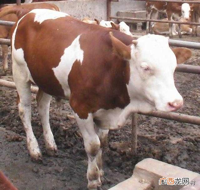 养牛投资多少,想圈养牛，养什么牛合适，假如养十头一共成本要多少？