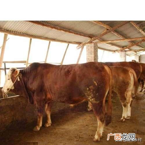 养牛投资多少,想圈养牛，养什么牛合适，假如养十头一共成本要多少？