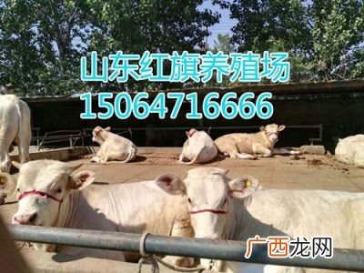 养牛投资多少,想圈养牛，养什么牛合适，假如养十头一共成本要多少？