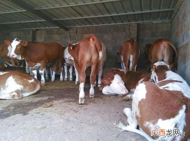 养牛投资多少,想圈养牛，养什么牛合适，假如养十头一共成本要多少？