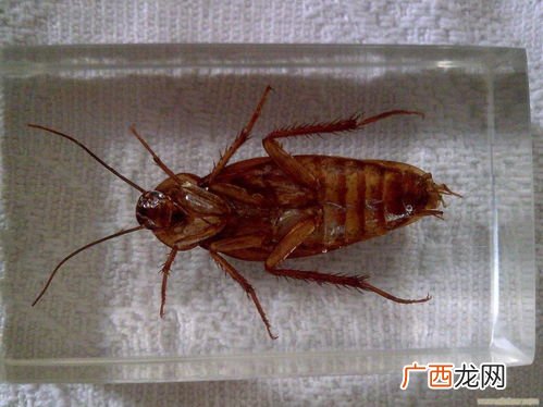 蟑螂幼崽长什么样子,蟑螂幼崽长什么样？