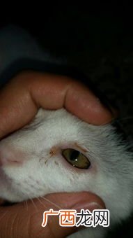 请教家里的小猫流红色的眼泪,小猫的眼圈总是发红，一直流眼泪是怎么回事？