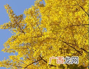中国的国树是什么,各国的国树是什么？