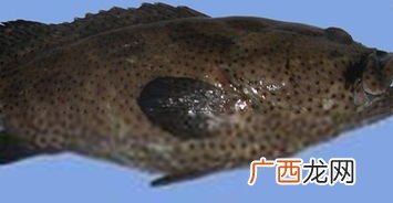 石班鱼是什么鱼,石斑鱼的习性?