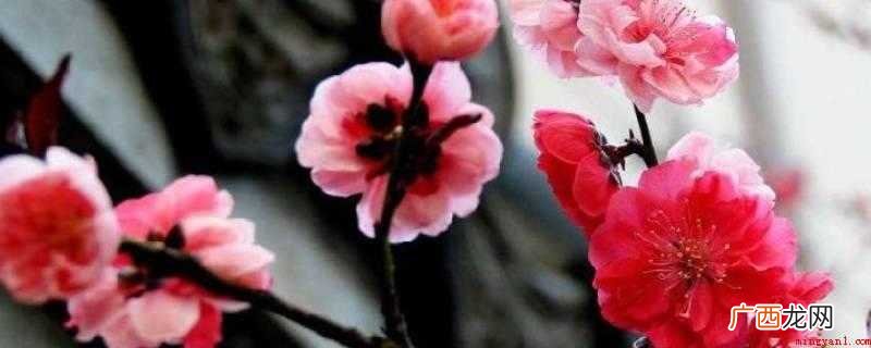 坚强不屈:做为岁寒三友之一,梅花可以在严冬中盛开,无论刮很大 梅花的品质