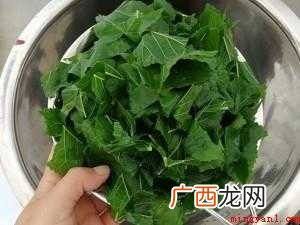 桑叶茶怎样制作【图文】 桑叶茶怎样制作