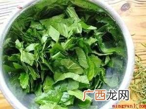 桑叶茶怎样制作【图文】 桑叶茶怎样制作