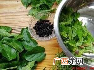 桑叶茶怎样制作【图文】 桑叶茶怎样制作