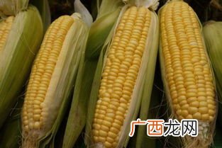 什么是爆花玉米,米爆出来白色长条叫什么?