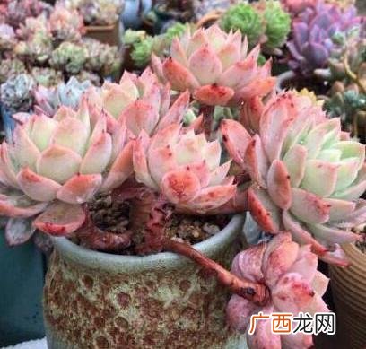 多肉植物冬天可以淋雨吗,冬天多肉零下几度不能露养了？
