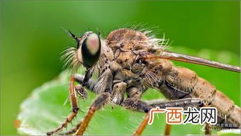 简述昆虫翅的构造及类型,鸟的翅膀的结构？
