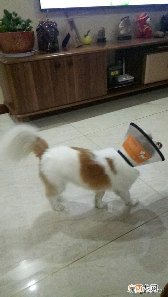 狗多久驱一次虫,泰迪狗狗多久驱一次虫？