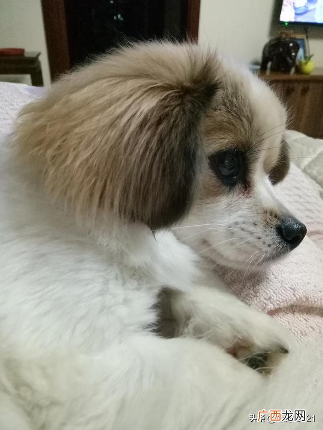 狗多久驱一次虫,泰迪狗狗多久驱一次虫？