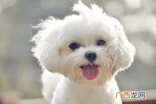 狗多久驱一次虫,泰迪狗狗多久驱一次虫？