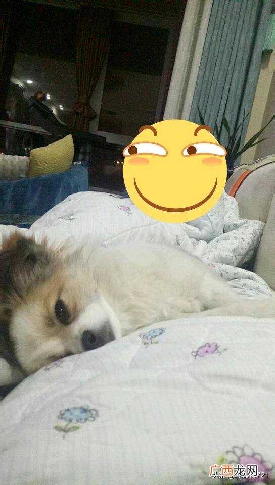 狗多久驱一次虫,泰迪狗狗多久驱一次虫？