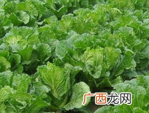 春白菜什么时候种怎么种,白菜生长期80天几月份种最好？